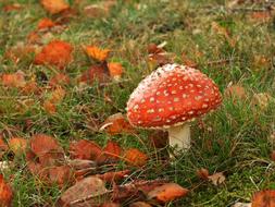 Mushroom Autumn Red Fly Agaric