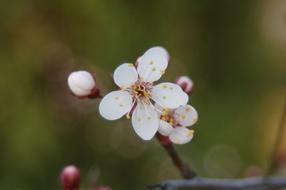 Flower Plum Tree