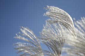 Silver Pool Grass Go To The