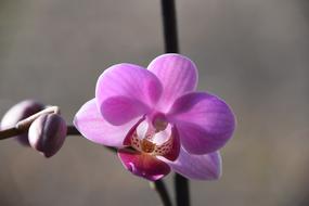 Flower Plant Nature