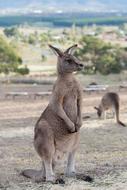 Kangaroo Marsupial Mammal
