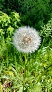 Dandelion