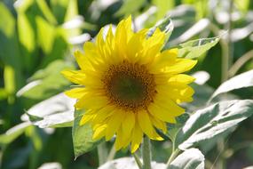 Plant Nature Summer