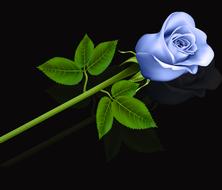 leaf plant flower nature rosa