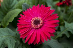 Gérbela Flower Plant