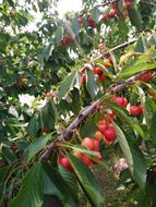 Spring Cherry Nature