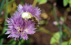 Spider Wasp Death Throes