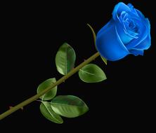 leaf plant nature flower rosa