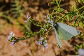 Nature Butterfly Flower