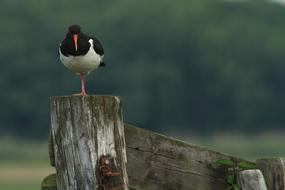 Oystercatcher Stilt-Walker Meadow