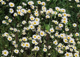 Wild Daisies Carpet Of Flowers