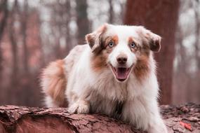 Nature Cute Animal