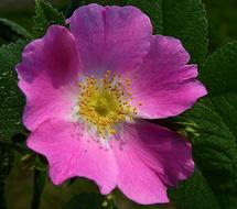 Flower Wild Rose Bush