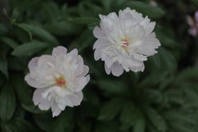 Flower Nature Garden