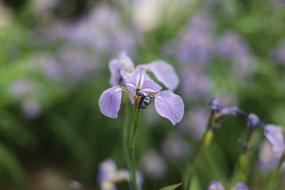 Flower Nature Garden
