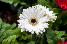 Gerbela White Flower Plant