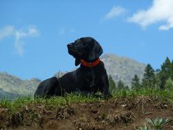 black dog with a red rim