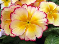 Flower Nature Leaf