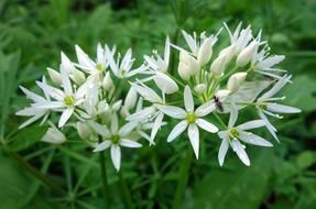 Bear Garlic Nature Plant