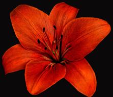 Flower Plant Petal