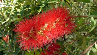 Nature Callistemon Citrines Family