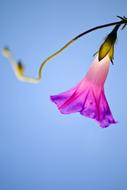 Nature Flower Summer