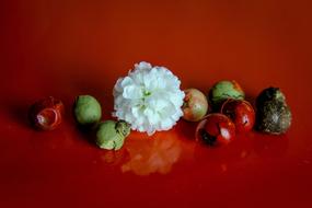 organic nutritional products
