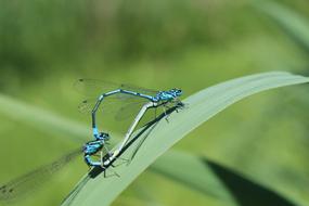 Dragonflies on a green leaf