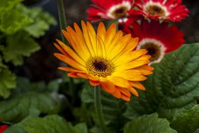 Gerbela Yellow Nature Plant