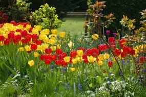 Flower Garden Nature