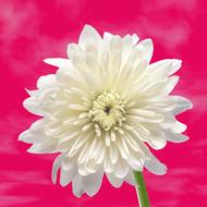 Flower White Background