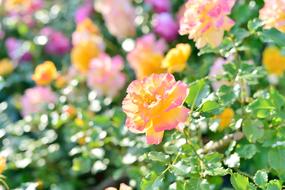 In The Early Summer Rose Roses