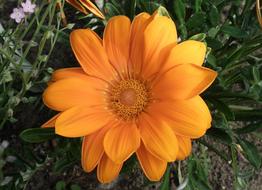 Plant Nature Flower