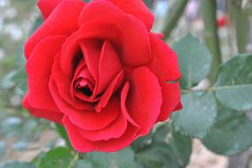 Rose Red Flower Garden