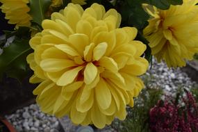 Chrysanthemum Yellow Flower