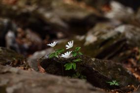 Nature Outdoors Leaf