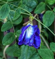 Blue Pea Vine Clitoria