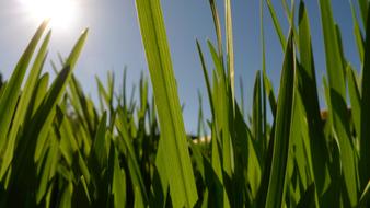 Green Blade Of Grass Sunny