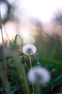 Dandelion Autumn Grass White