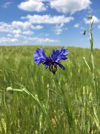 Summer Flower The Sky