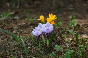 Nature Plants Season