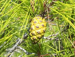 Pine Cone Cedar Spruce