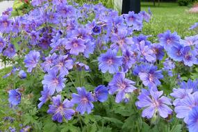 Flowers Nature The Beauty Of