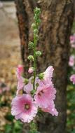 Alcea Hollyhocks Mallows