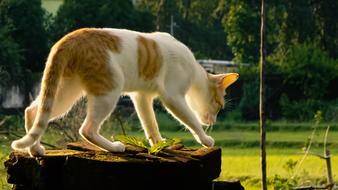 Nature Outdoors Animal