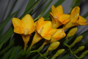 Flower Plant Nature