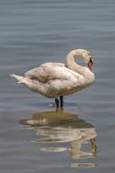 Mute swan in the river