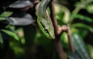 Nature Animal World Snake