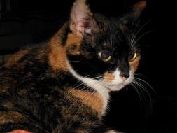 Nice black red cat