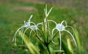 White Spider Lily